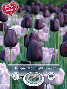 Tulipa Moonlight Duet | Cappers 8 x 20