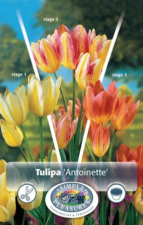 Tulipa Multiflowering (Bouquet) Antoinette | Cappers 5 x 20