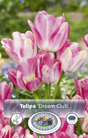 Tulipa Multiflowering (Bouquet) Dream Club | Cappers 5 x 20