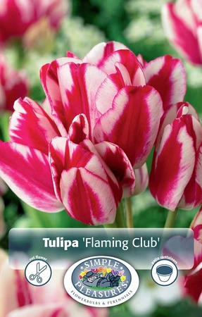 Tulipa Multiflowering (Bouquet) Flaming Club | Cappers 5 x 20