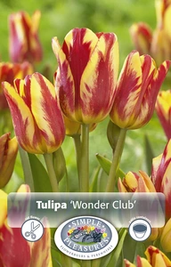 Tulipa Multiflowering (Bouquet) Wonder Club | Cappers 5 x 20