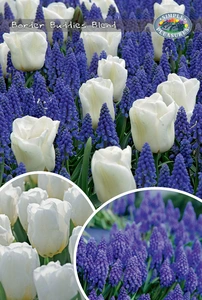 Tulipa/Muscari Border Buddies Blend | Cappers 60 x 25