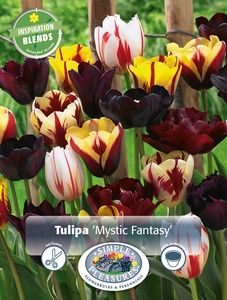 Tulipa Mystic Fantasy | Cappers 10 x 15