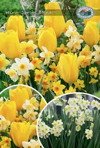 Tulipa/Narcissus Warm Spring Blend | Cappers 25 x 20