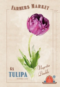 Tulipa Negrita Double | Cappers 6 x 20