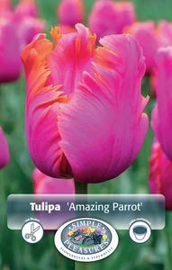 Tulipa Parrot Amazing | 80 pce