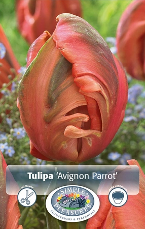 Tulipa Parrot Avignon | Cappers 5 x 20