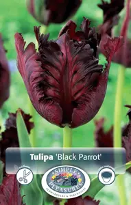 Tulipa Parrot Black | 80 pce