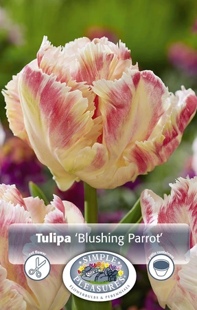 Tulipa Parrot Blushing | Cappers 5 x 20