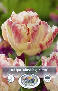 Tulipa Parrot Blushing | 80 pce