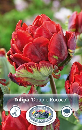 Tulipa Parrot Double Rococo | 80 pce