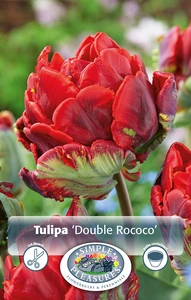 Tulipa Parrot Double Rococo | 80 pce