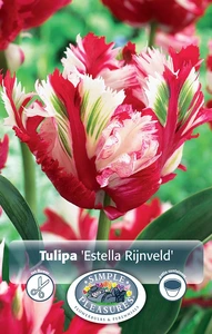 Tulipa Parrot Estella Rijnveld | Cappers 5 x 20