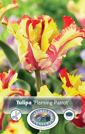 Tulipa Parrot Flaming | Cappers 5 x 20