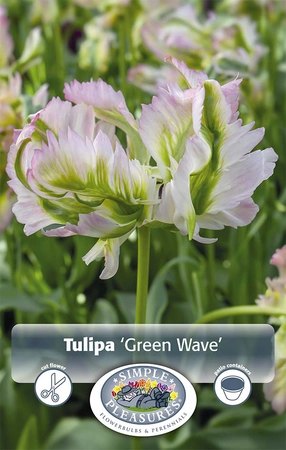 Tulipa Parrot Green Wave | Cappers 5 x 20