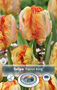 Tulipa Parrot King | Cappers 5 x 20