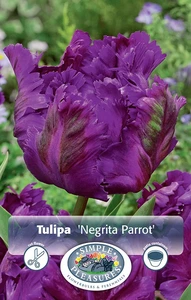 Tulipa Parrot Negrita | Cappers 5 x 20