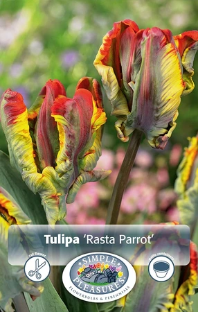 Tulipa Parrot Rasta | Cappers 5 x 20