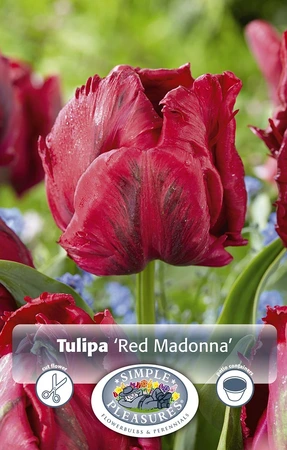 Tulipa Parrot Red Madonna | Cappers 5 x 20