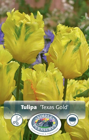 Tulipa Parrot Texas Gold | Cappers 5 x 20