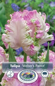 Tulipa Parrot Weber's | Cappers 5 x 20