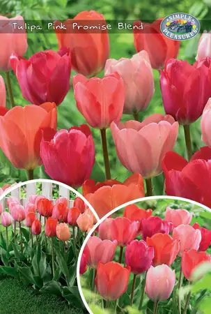 Tulipa Pink Promise | Cappers 20 x 25