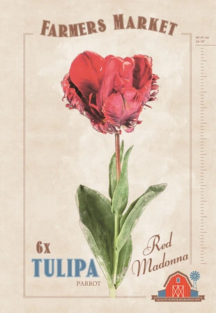 Tulipa Red Madonna | Cappers 6 x 20