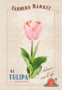 Tulipa Salmon van Eijk | Cappers 6 x 20