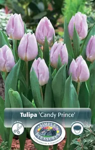 Tulipa Single Early Candy Prince | Cappers 5 x 20