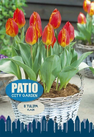 Tulipa Single Early Flair | Cappers 8 x 20