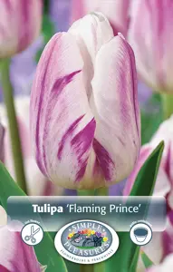 Tulipa Single Early Flaming Prince | 80 pce