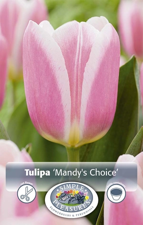 Tulipa Single Early Mandy's Choice | 80 pce