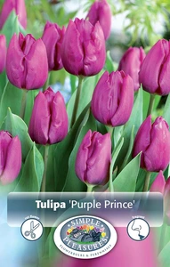 Tulipa Single Early Purple Prince | 80 pce