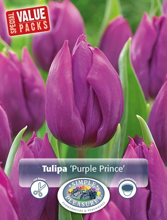 Tulipa Single Early Purple Prince | Cappers 12 x 20