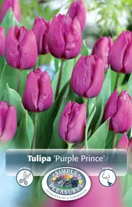 Tulipa Single Early Purple Prince | Cappers 5 x 20