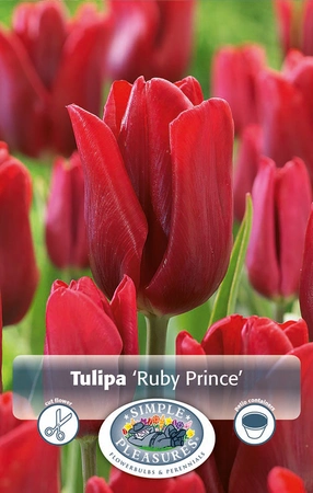 Tulipa Single Early Ruby Prince | 80 pce