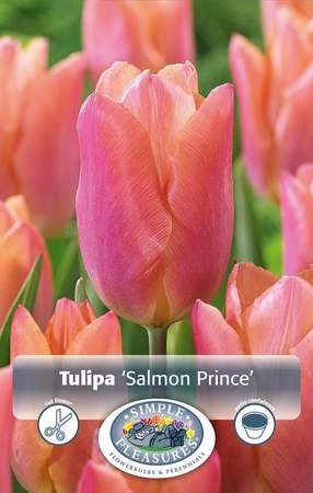 Tulipa Single Early Salmon Prince | 80 pce