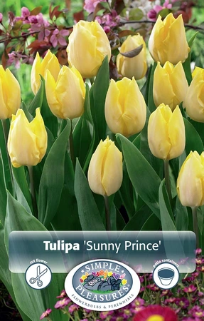 Tulipa Single Early Sunny Prince | 80 pce