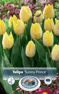 Tulipa Single Early Sunny Prince | Cappers 5 x 20