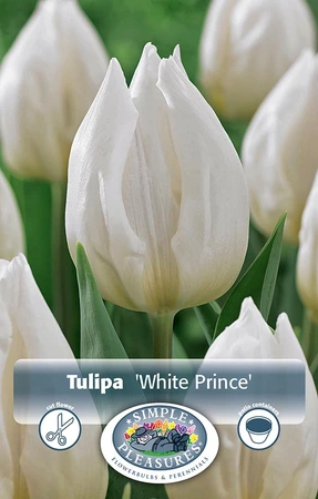 Tulipa Single Early White Prince | Cappers 5 x 20