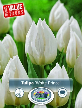 Tulipa Single Early White Prince | Cappers 10 x 20