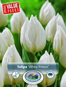 Tulipa Single Early White Prince | Cappers 10 x 20