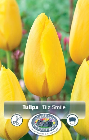 Tulipa Single Late Big Smile | Cappers 5 x 20