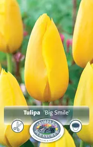 Tulipa Single Late Big Smile | 80 pce