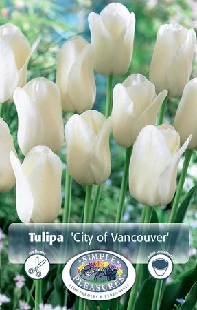 Tulipa Single Late City of Vancouver | Cappers 5 x 20