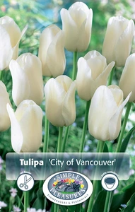 Tulipa Single Late City of Vancouver | 80 pce