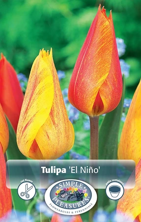 Tulipa Single Late El NiÃ±o | Cappers 5 x 20