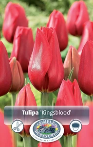 Tulipa Single Late Kingsblood | Cappers 5 x 20