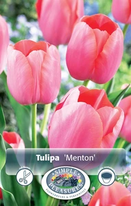 Tulipa Single Late Menton | Cappers 5 x 20