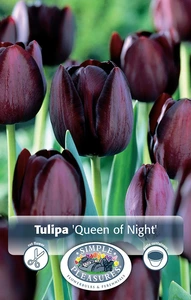 Tulipa Single Late Queen of Night | Cappers 5 x 20